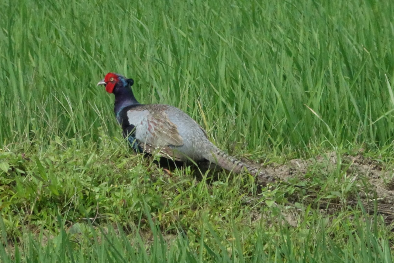 f:id:digibirds:20260617145809j:image