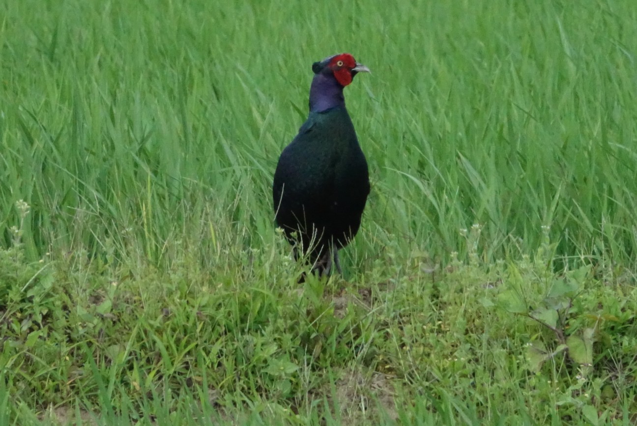 f:id:digibirds:20260617145829j:image
