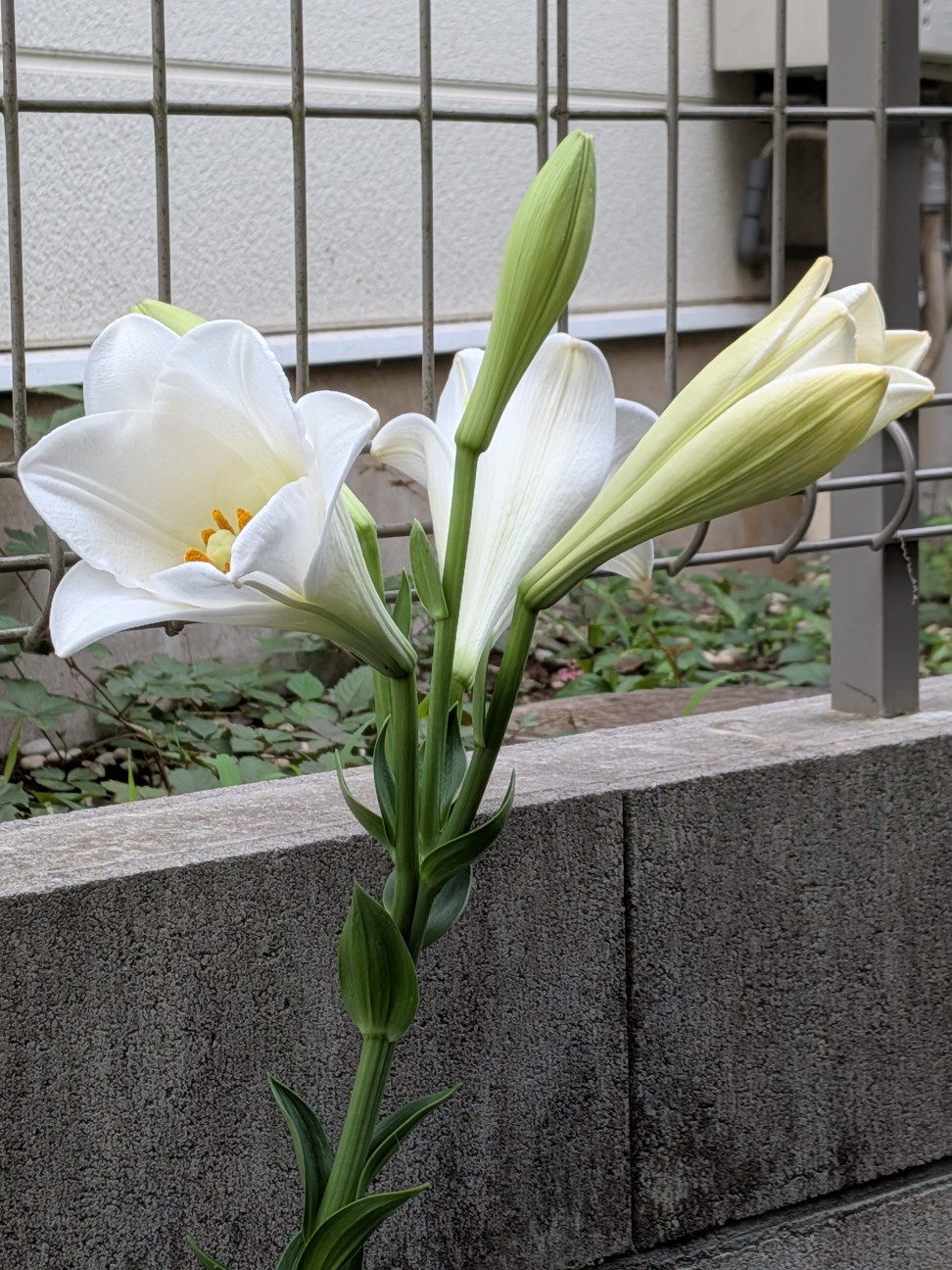 白百合の花 - なかなかなかね野鳥と自然の写真館