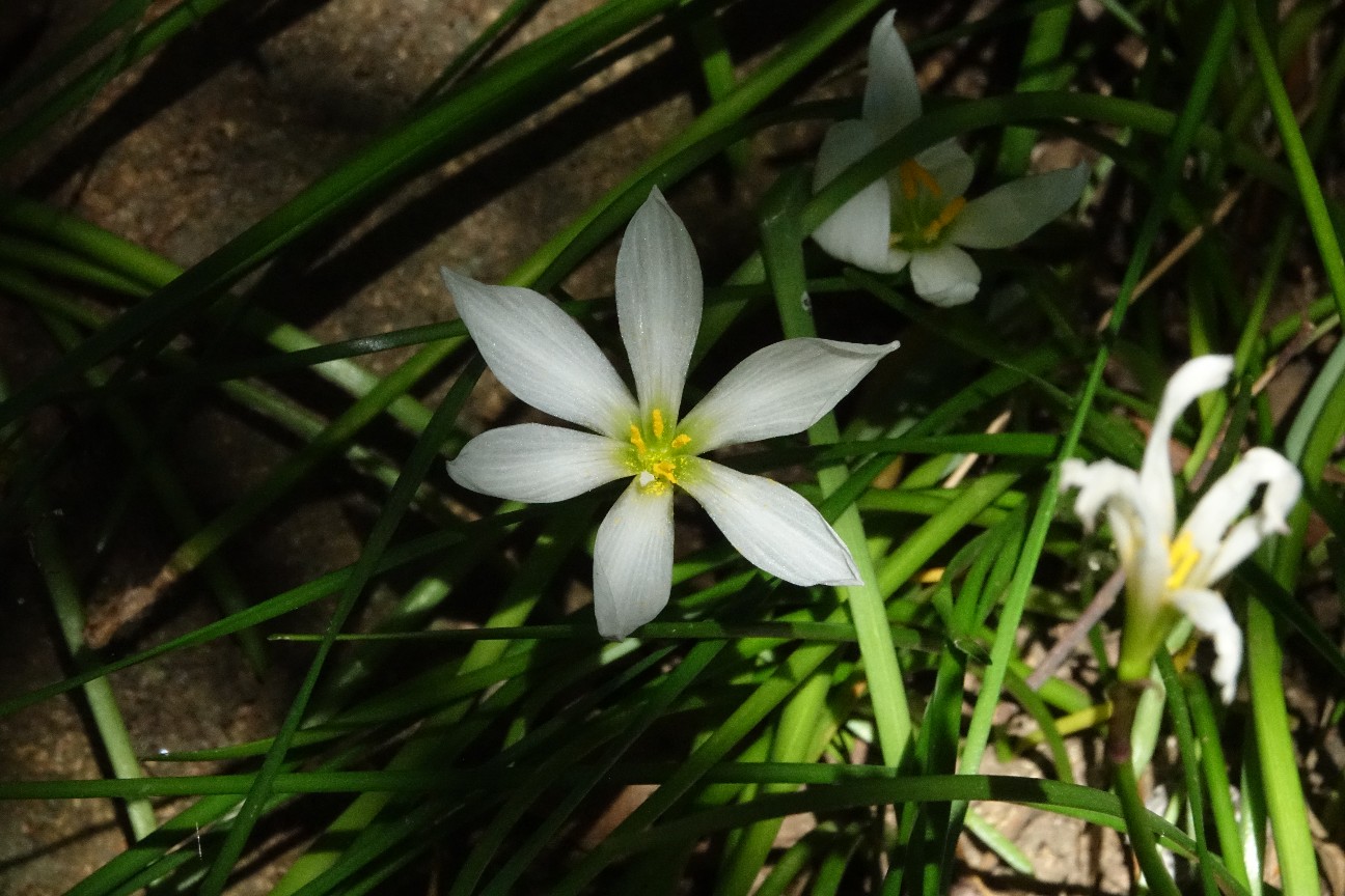 f:id:digibirds:20261018201427j:image