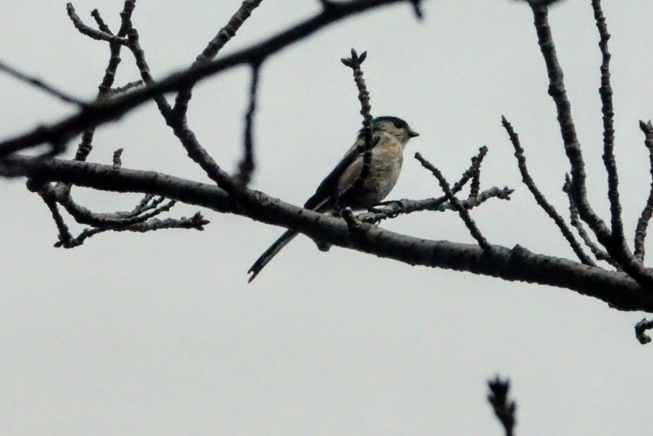 f:id:digibirds:20261023111444j:image