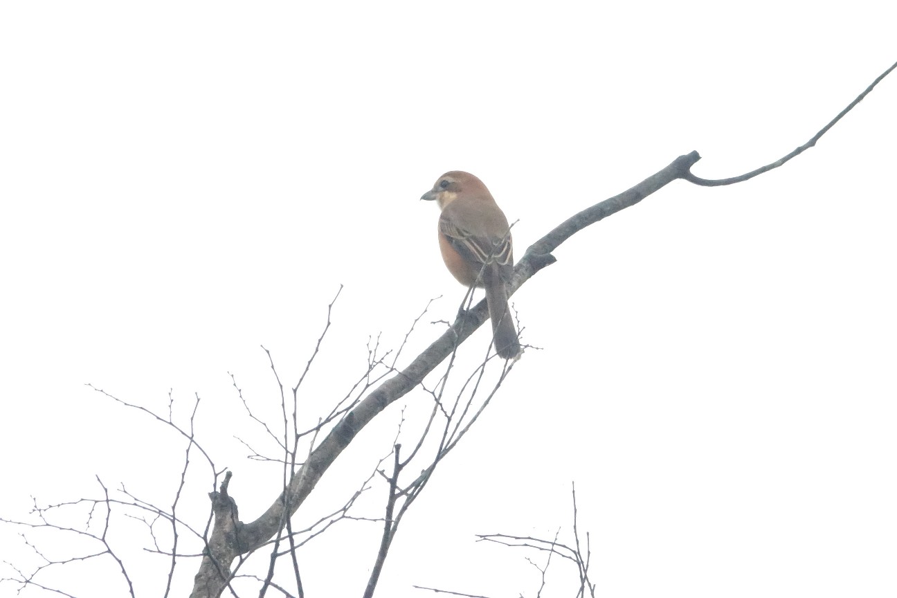 f:id:digibirds:20261026104340j:image