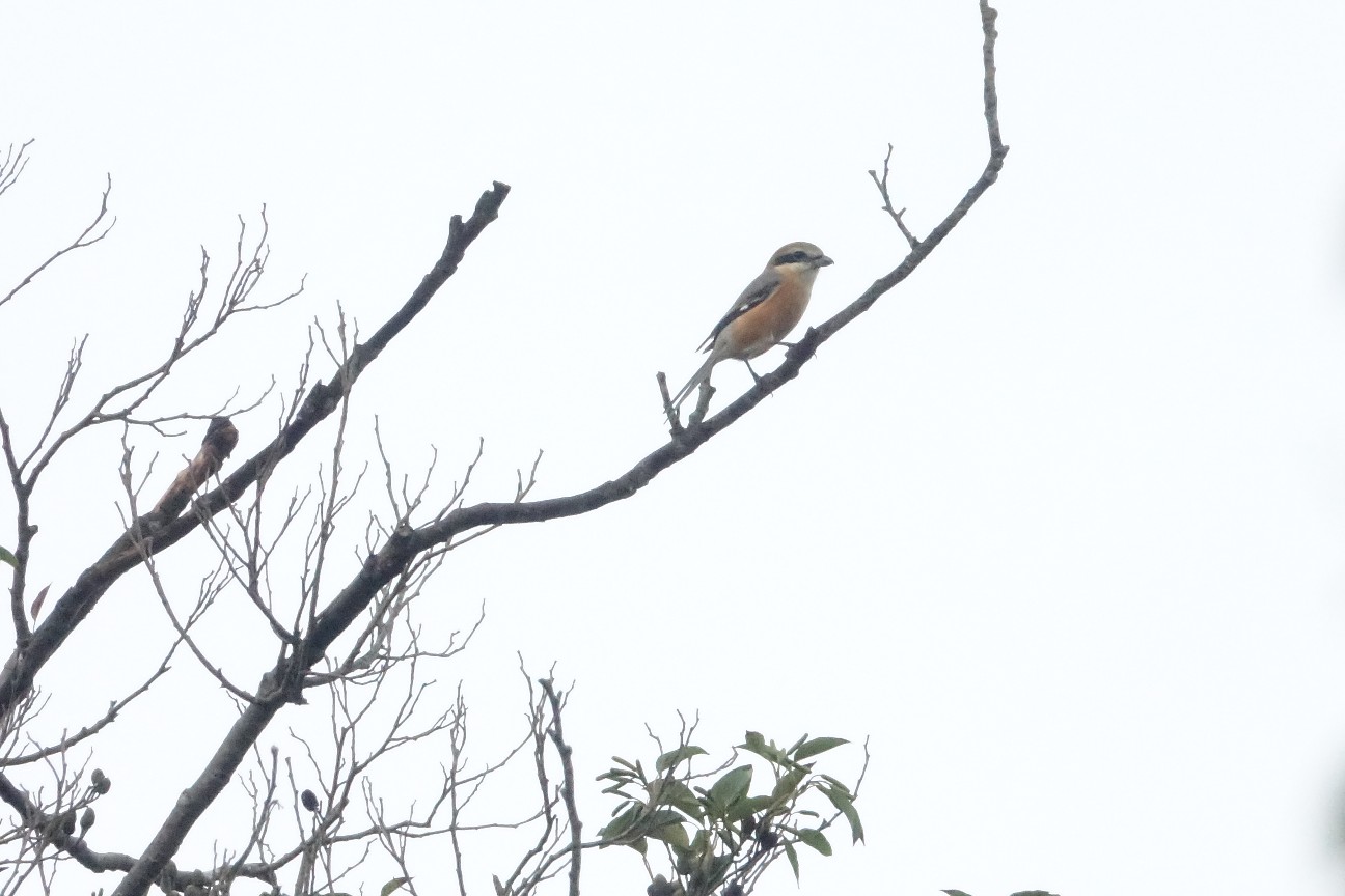 f:id:digibirds:20261027115634j:image