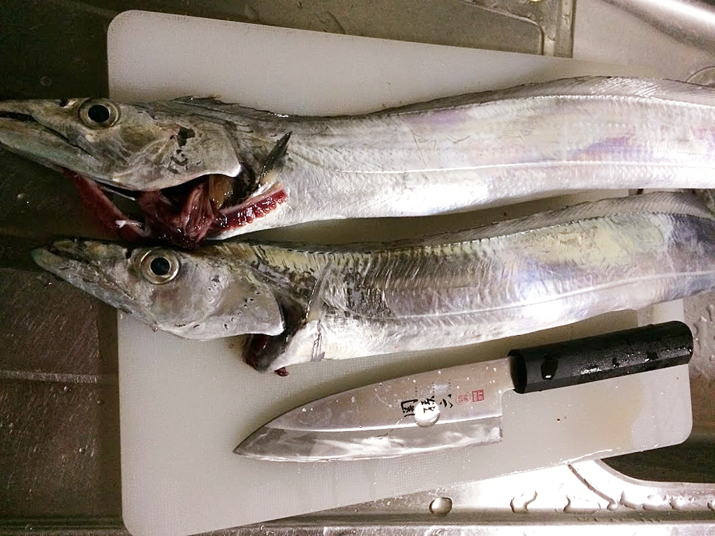 タチウオのウキ釣りは遠投しなくてもいい説 神戸港某所 16 11 03 Fam Fishing