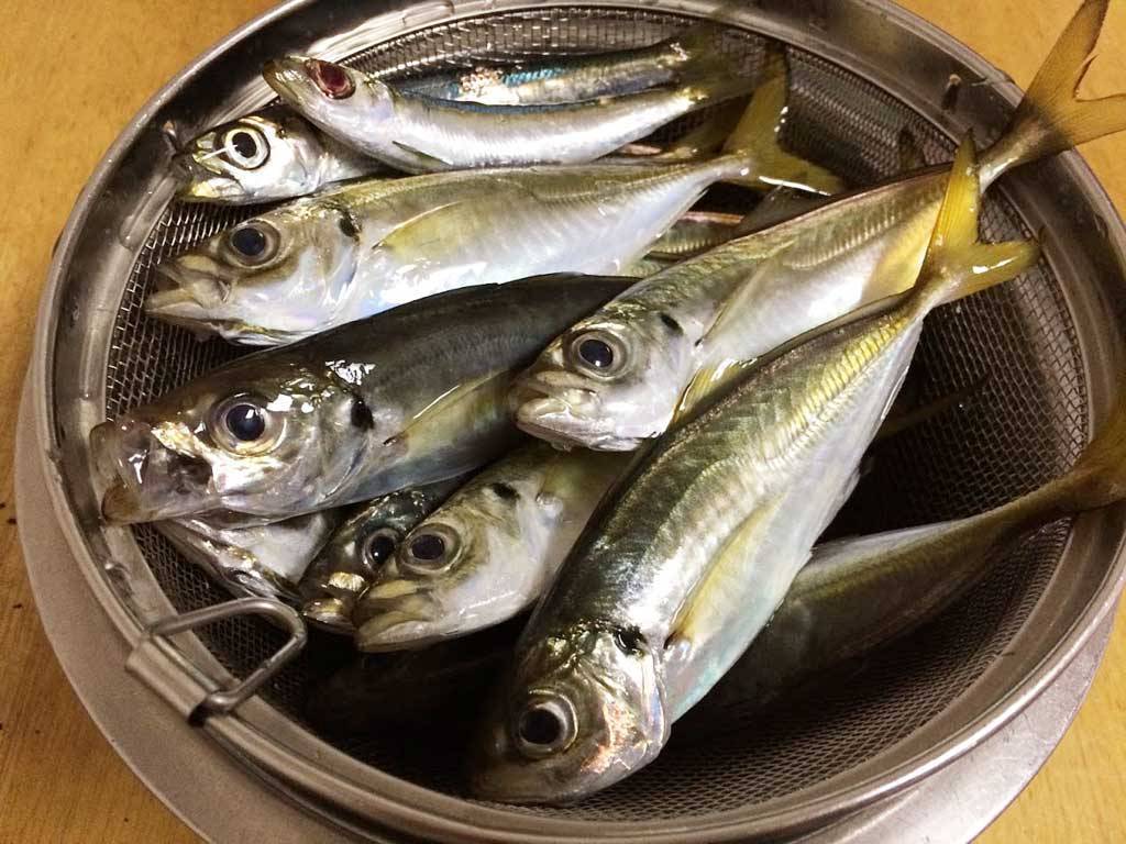 大阪湾は魚の宝庫 海釣りの始め方を教えます Fam Fishing 大阪湾は魚の宝庫 海釣りの始め方を教えます Fam Fishing