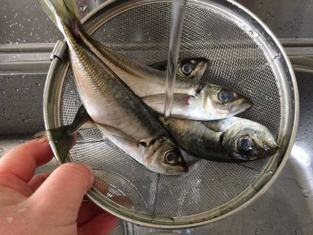 自分で釣ったら自分で料理 大阪湾で釣った魚を美味しく食べよう Fam Fishing 自分で釣ったら自分で料理 大阪湾で釣った魚を美味しく食べよう Fam Fishing