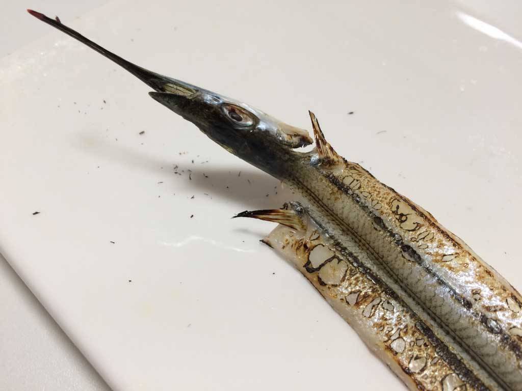 釣ったサヨリを干物にする方法 Fam Fishing
