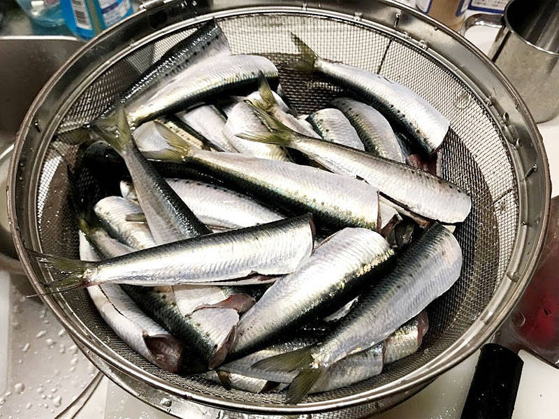 処理済のマイワシ