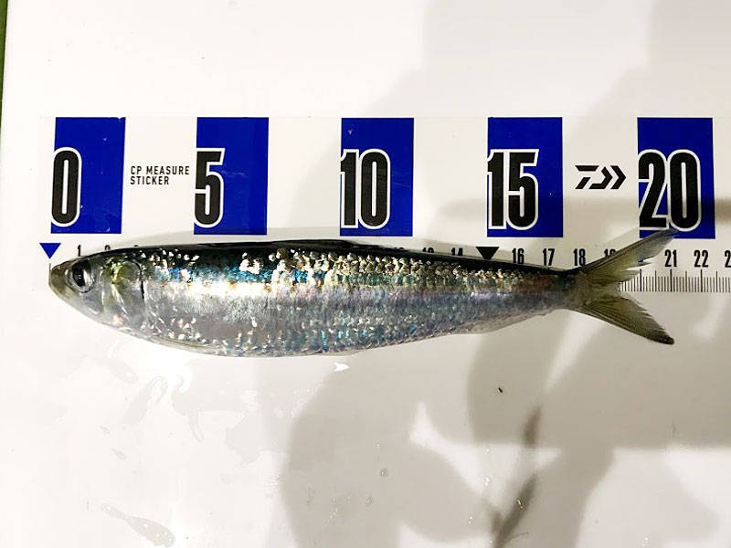 マイワシのサイズ計測