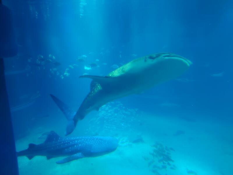 水族館