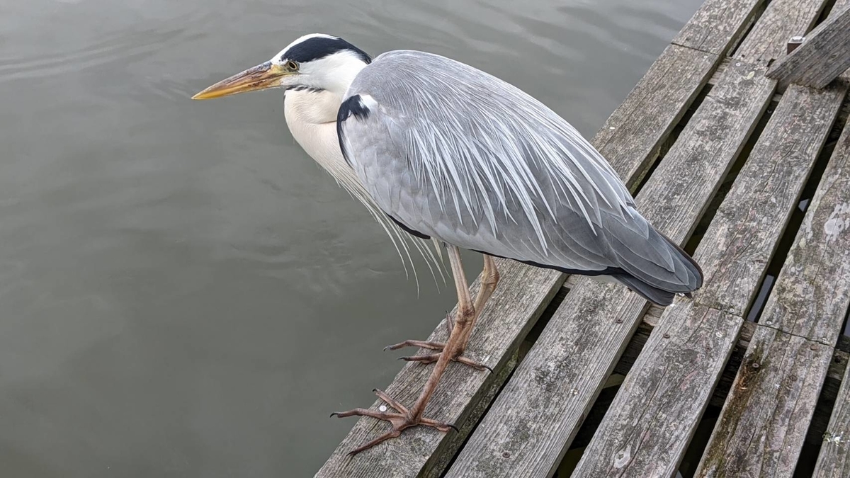 f:id:digital_xcct:20210607143858j:plain