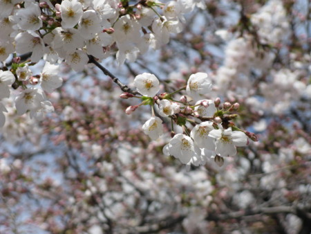 f:id:digitmagic:20090328135734j:image