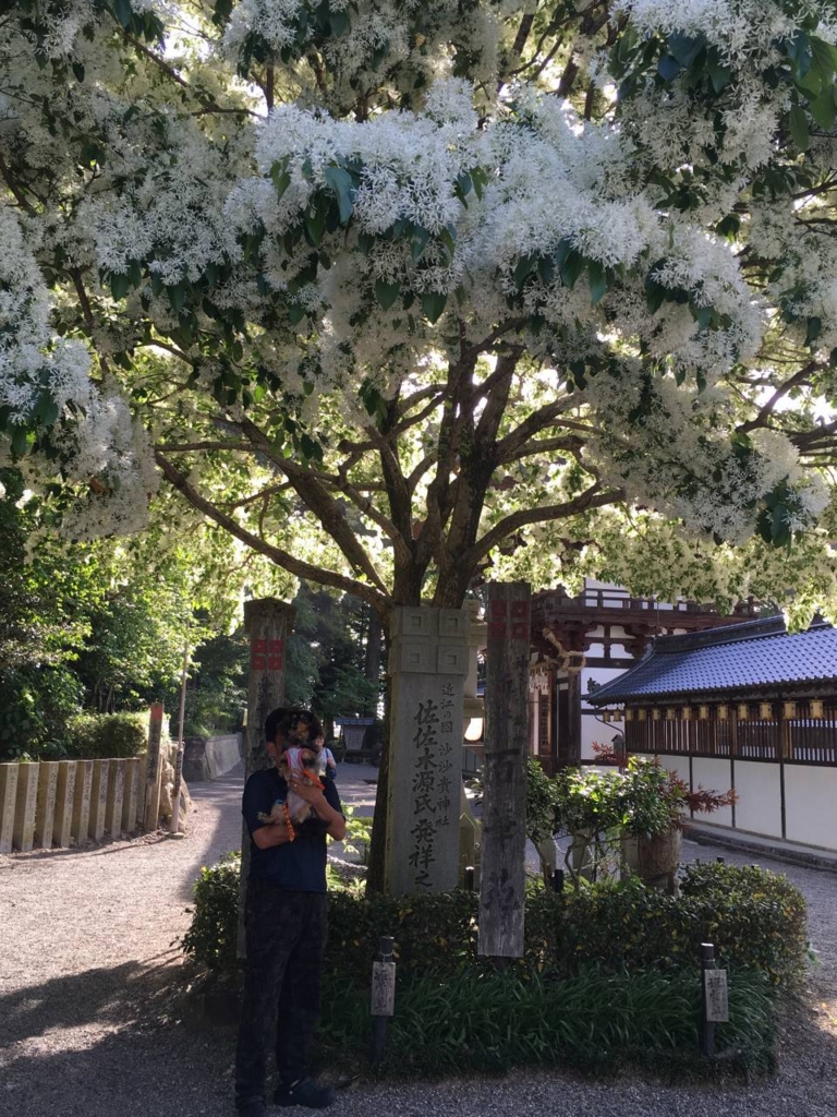 f:id:digstaff:20161109164855j:plain f:id:digstaff:20161109164855j:plain