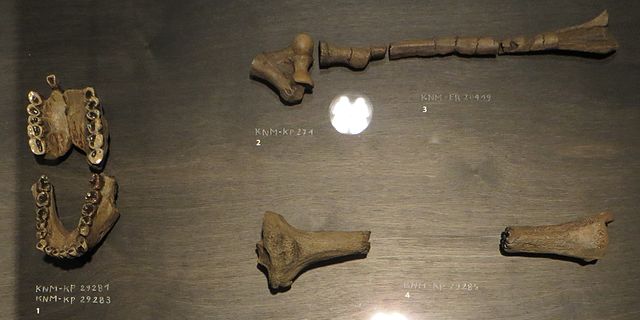 アナメンシス アウストラロピテクス・アナメンシス