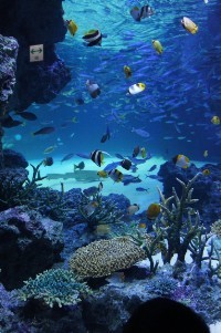 f:id:dik:20111127181808j:image