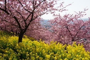 f:id:dik:20120320211109j:image