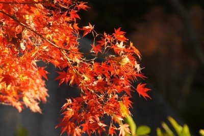 f:id:dik:20121201230900j:image