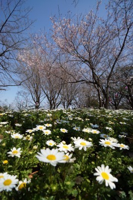 f:id:dik:20130317071319j:image