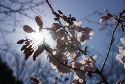 f:id:dik:20130317072821j:image