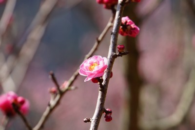 f:id:dik:20140316213829j:image