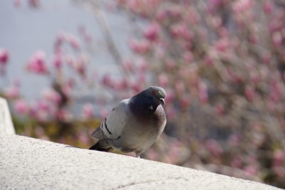 f:id:dik:20140321201722j:image