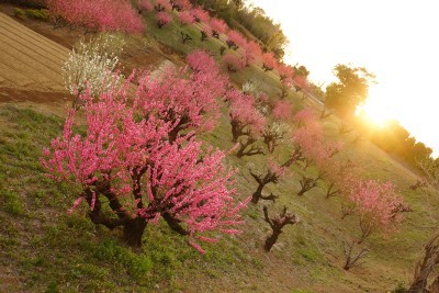 f:id:dik:20140323184907j:image