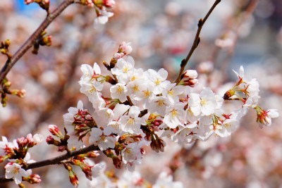 f:id:dik:20140329180549j:image