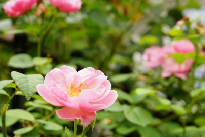 f:id:dik:20140713223020j:image