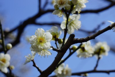 f:id:dik:20150222081811j:image