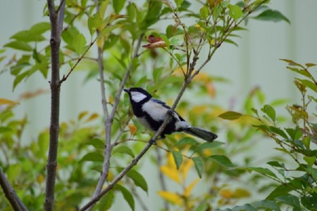 f:id:dik:20150502071528j:image
