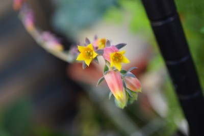 f:id:dik:20150628162144j:image