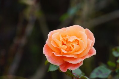 f:id:dik:20151224235634j:image f:id:dik:20151224235634j:image