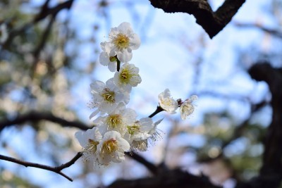 f:id:dik:20160228205404j:image
