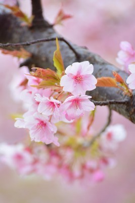 f:id:dik:20160307214443j:image