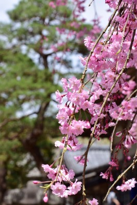 f:id:dik:20160410222750j:image