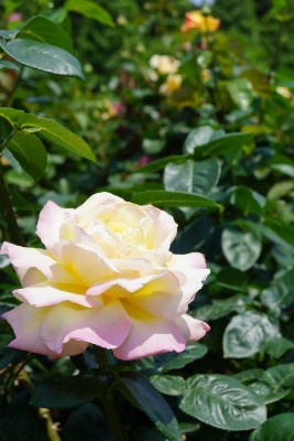 f:id:dik:20160522211920j:image