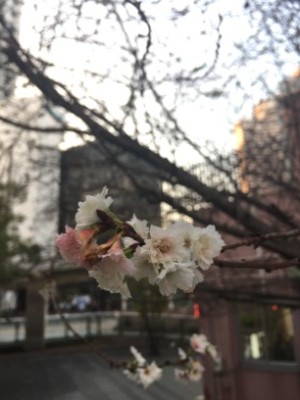 f:id:dik:20161104223416j:image