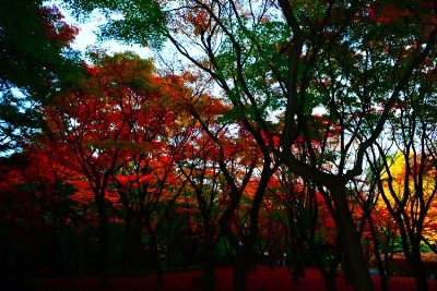 f:id:dik:20161127200459j:image