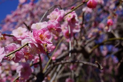 f:id:dik:20170221225812j:image