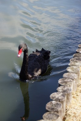 f:id:dik:20170308213917j:image f:id:dik:20170308213917j:image