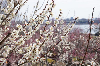 f:id:dik:20170308215554j:image f:id:dik:20170308215554j:image