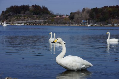 f:id:dik:20170308215830j:image f:id:dik:20170308215830j:image