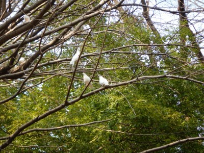 f:id:dik:20170324002530j:image