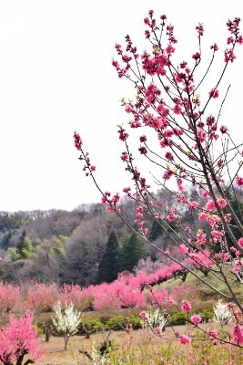 f:id:dik:20170329220924j:image