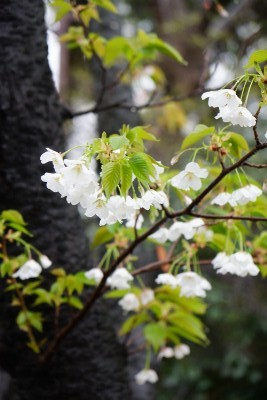 f:id:dik:20170414213535j:image