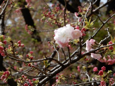 f:id:dik:20180414174456j:image