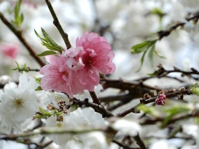 f:id:dik:20180414174459j:image