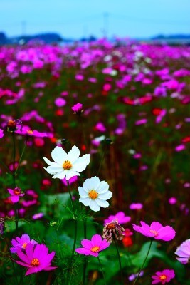 f:id:dik:20181105224528j:plain