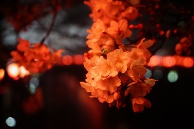 f:id:dik:20190401232526j:plain f:id:dik:20190401232526j:plain