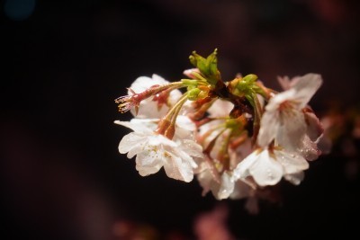 f:id:dik:20190401232537j:plain f:id:dik:20190401232537j:plain